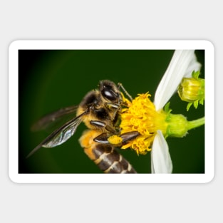 Unique and organic photo of a pollinated bee on a flower Sticker